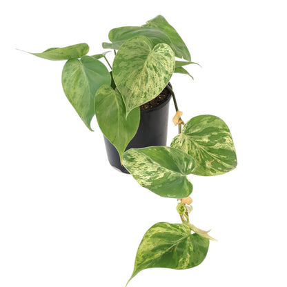 Philodendron Hederaceum Variegata 125mm