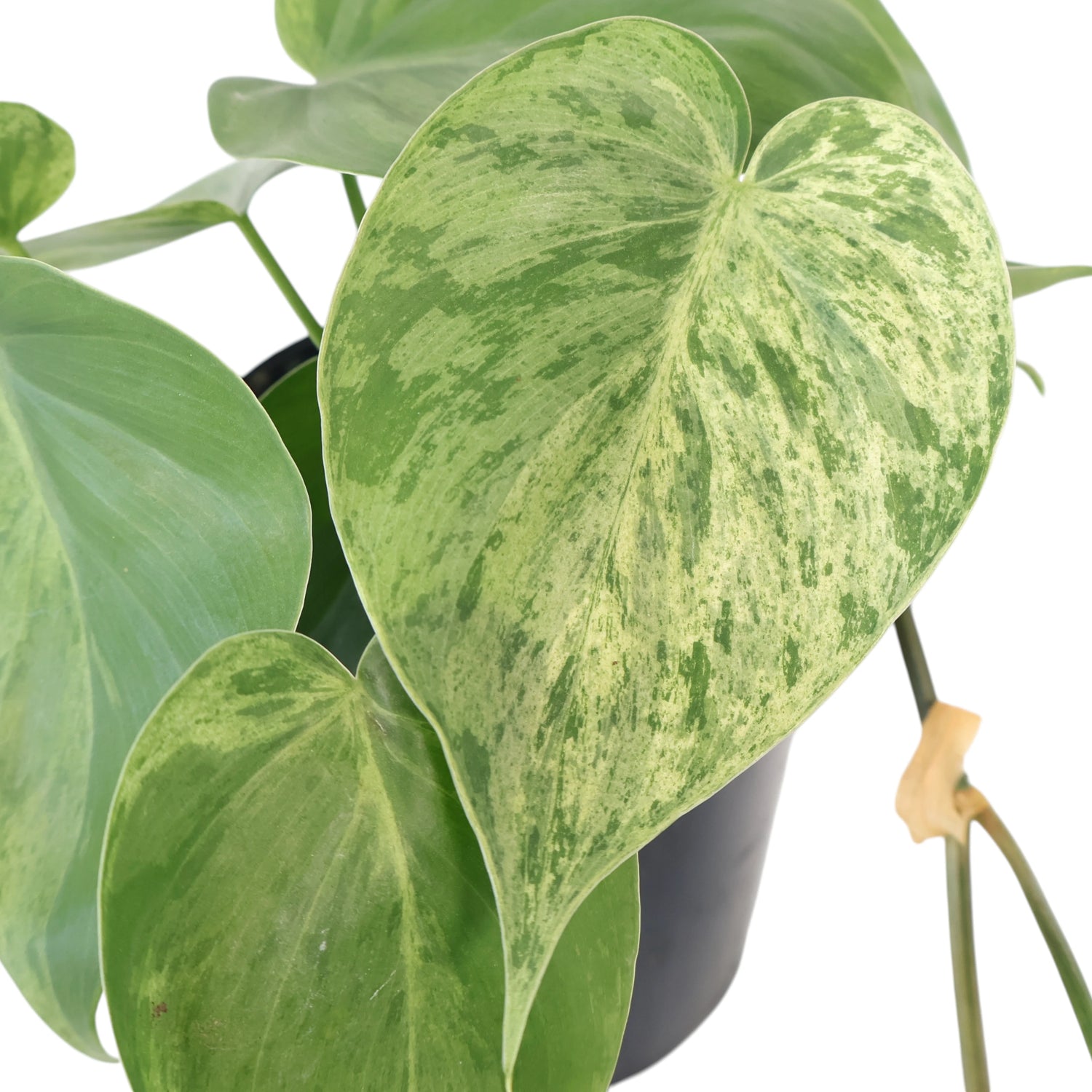 Philodendron Hederaceum Variegata 125mm
