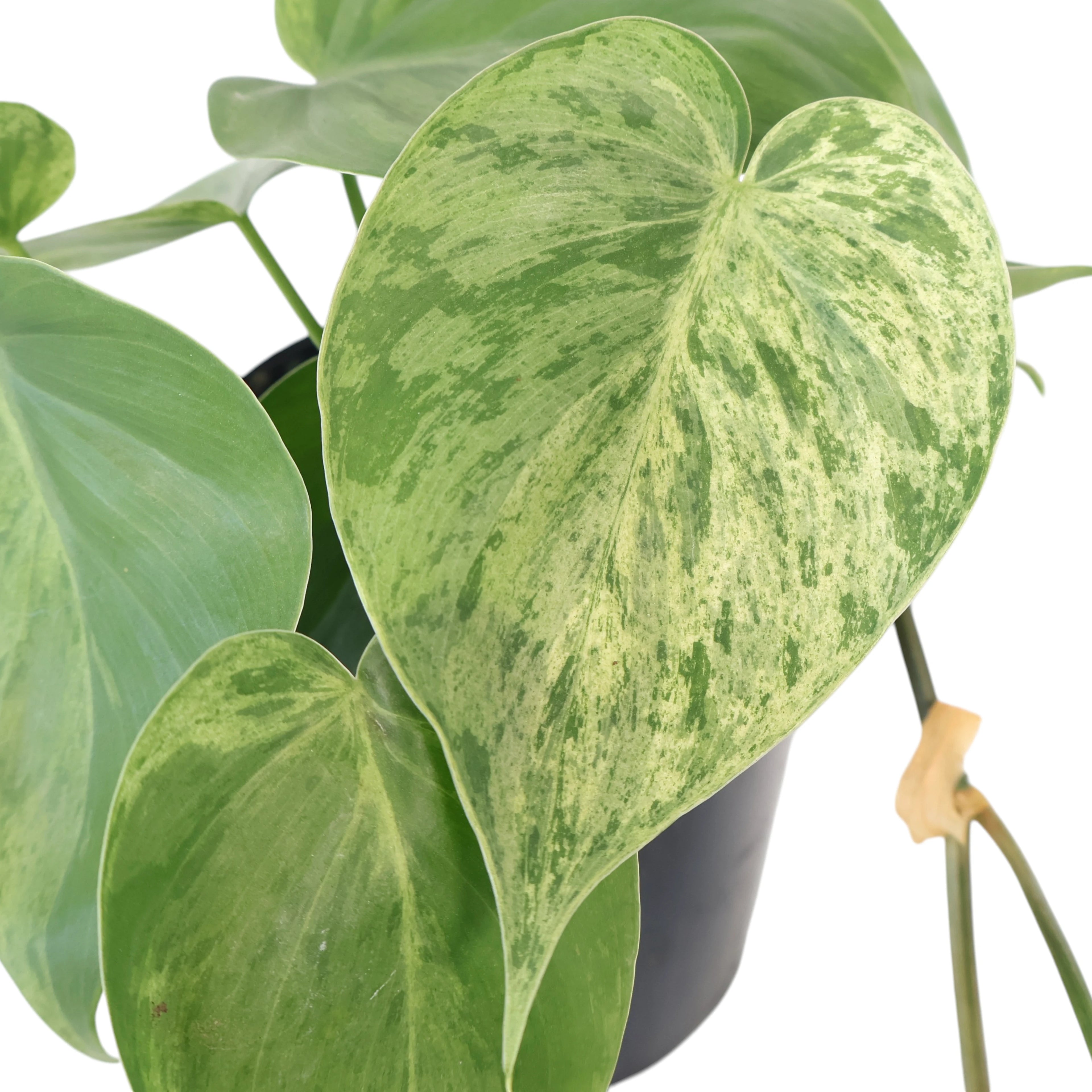 Philodendron Hederaceum Variegata 125mm