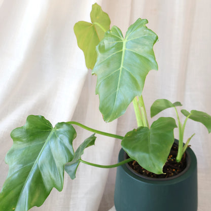 Philodendron Lacerum 120mm