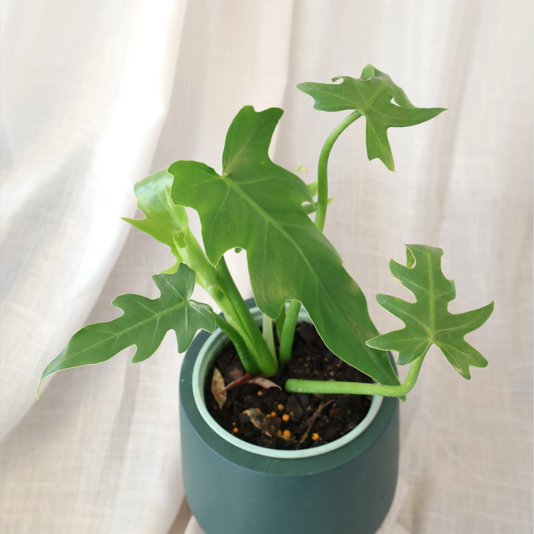 Philodendron Radiatum 120mm