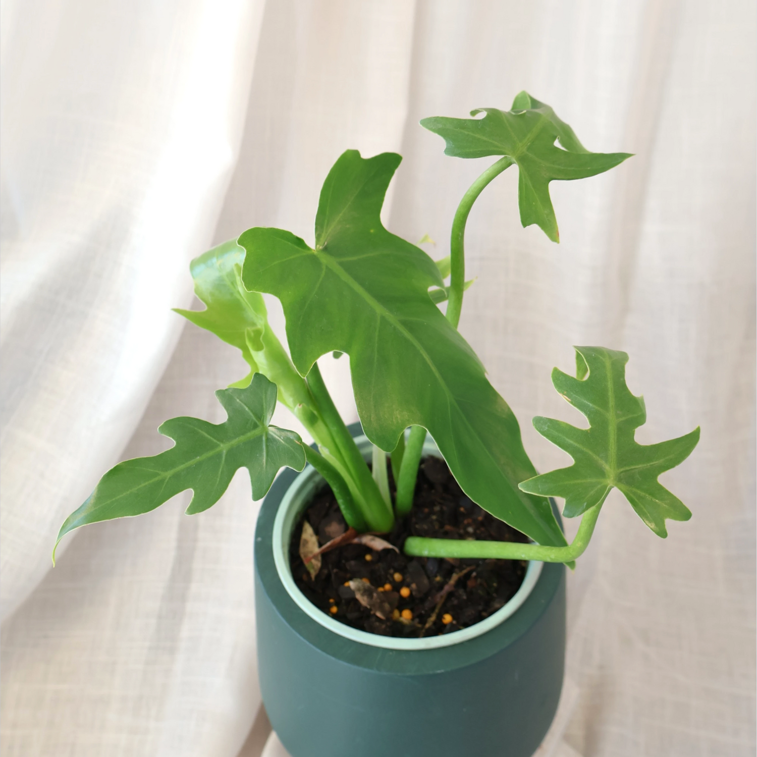 Philodendron Radiatum 120mm