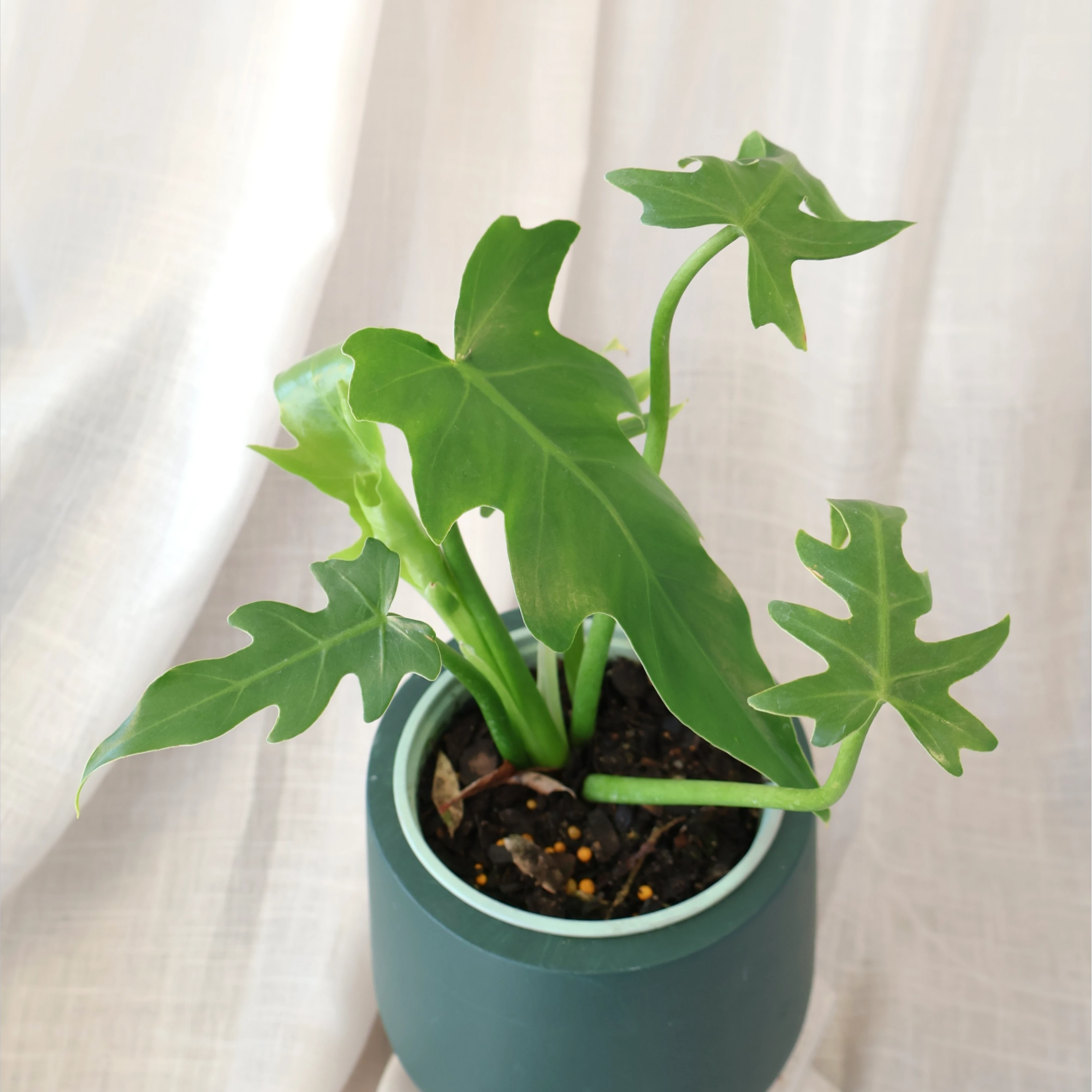 Philodendron Radiatum 120mm
