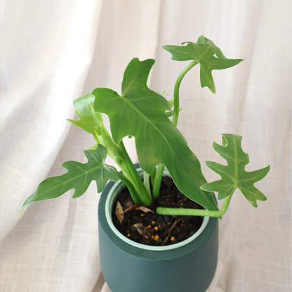Philodendron Radiatum 120mm