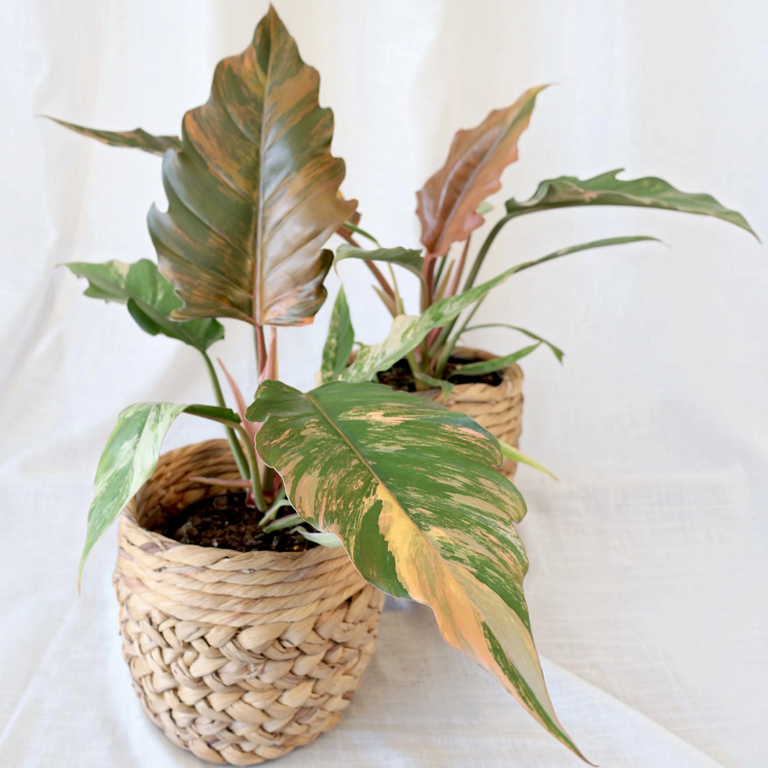 Philodendron serratum Caramel Marble 125mm