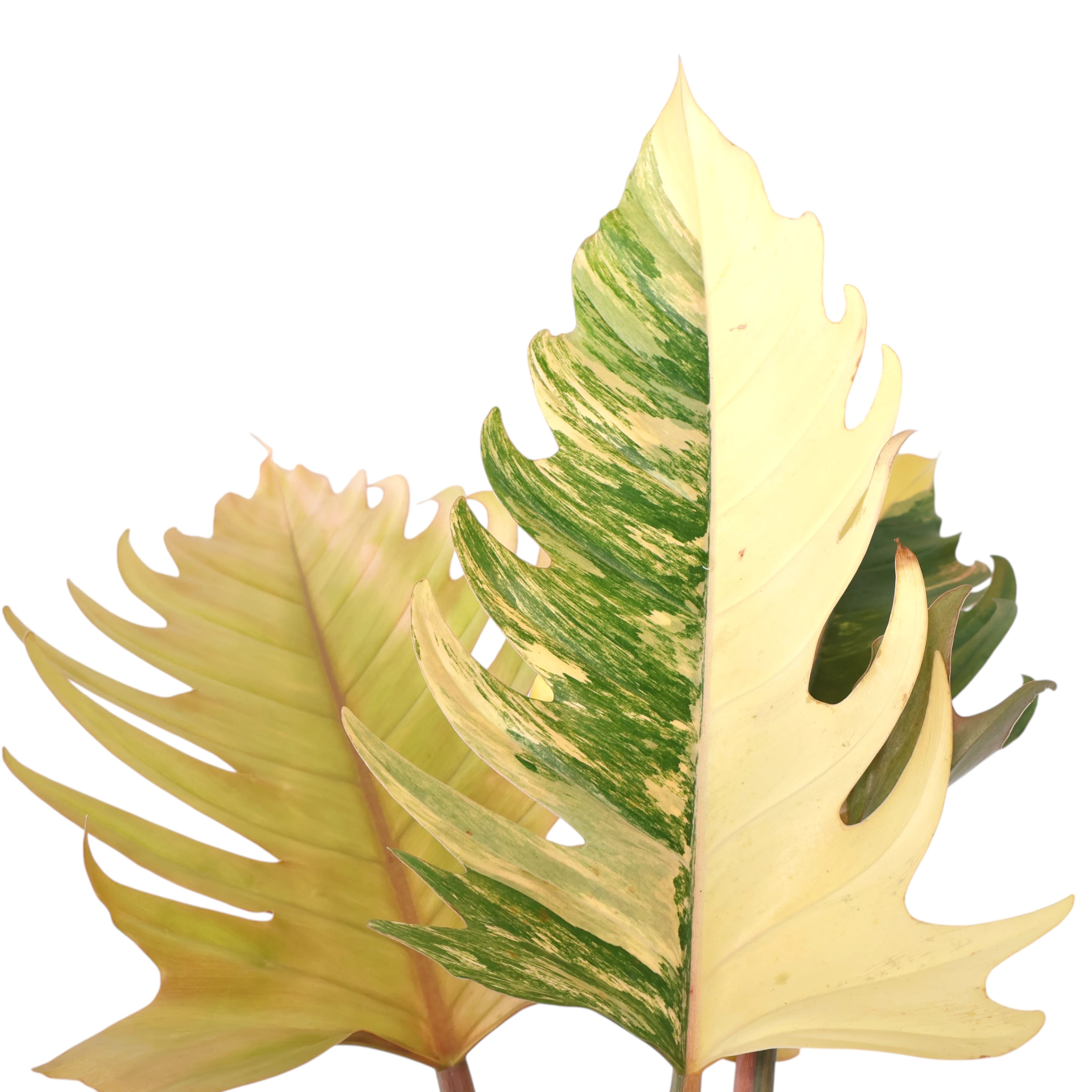 Philodendron serratum Caramel Marble 250mm