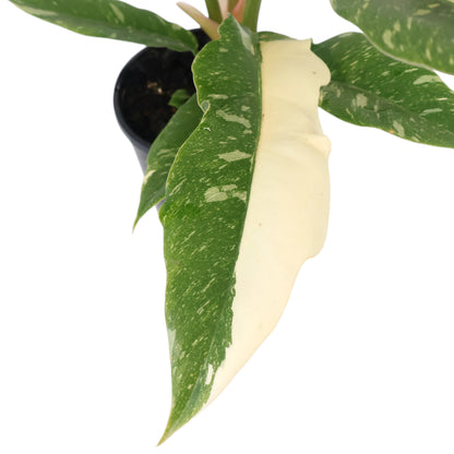 Philodendron Ring Of Fire 125mm