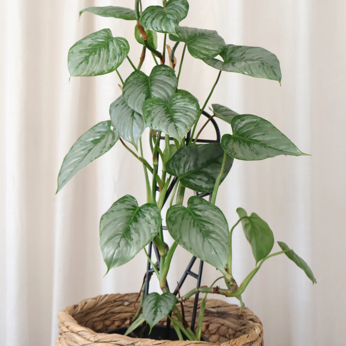 Philodendron Sodiroi 70mm