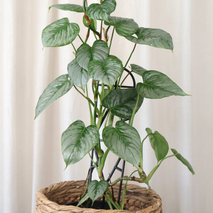Philodendron Sodiroi 70mm