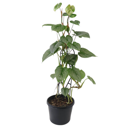 Philodendron Sodiroi 180mm