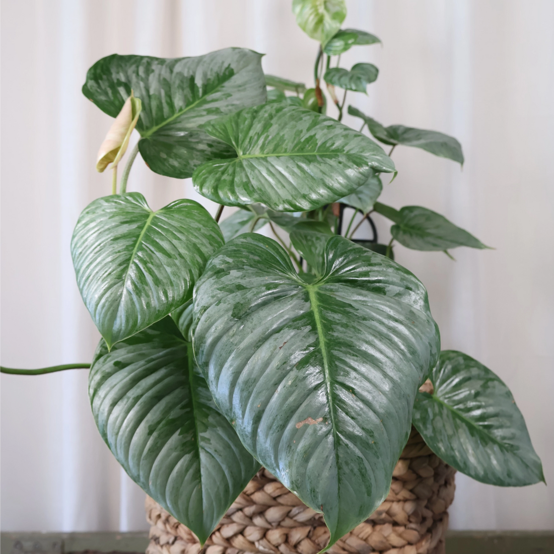 Philodendron Sodiroi 180mm
