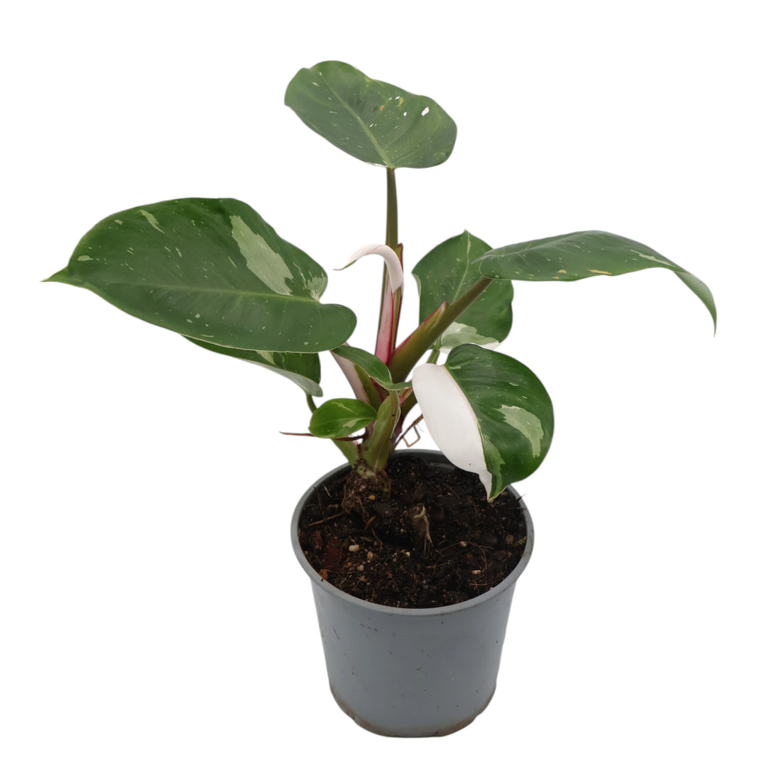 Philodendron Erubescens White Princess 120mm