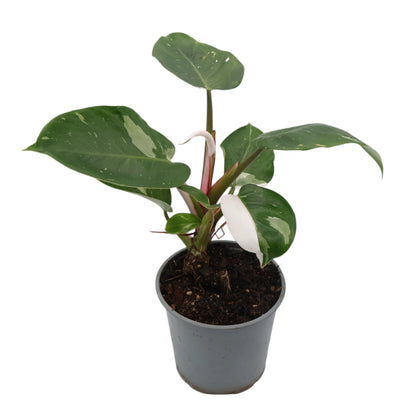 Philodendron Erubescens White Princess 120mm