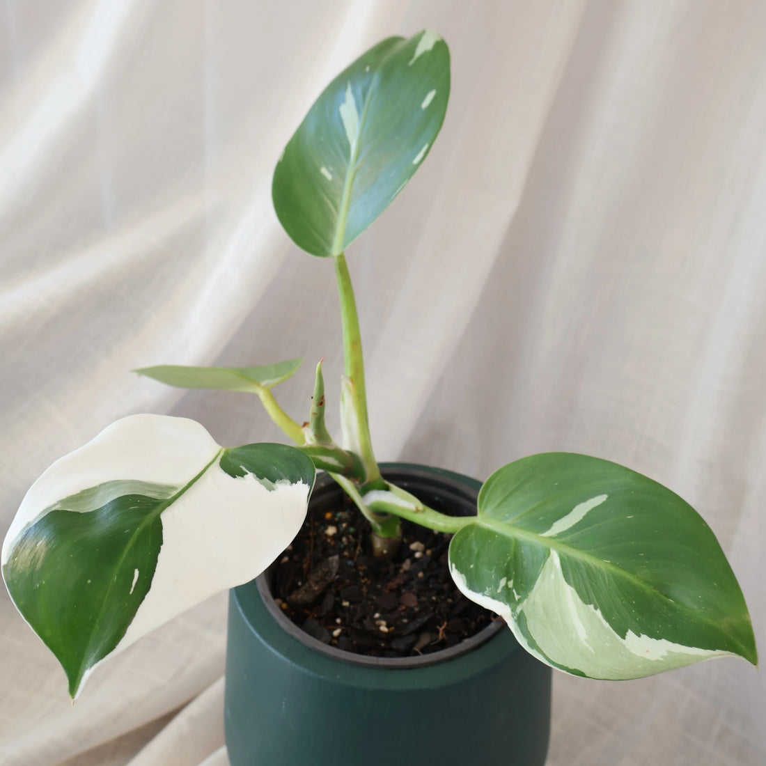 Philodendron White Wizard 120mm Variegated
