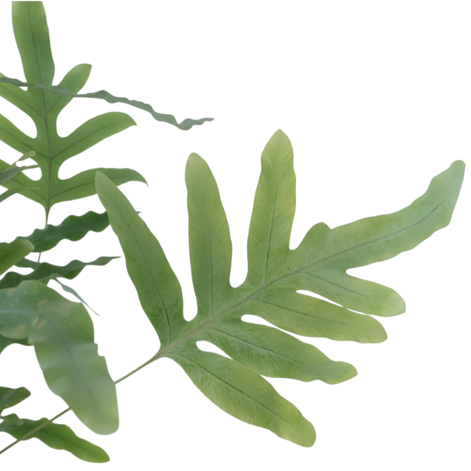 Phlebodium Aureum Blue Star Fern 100mm