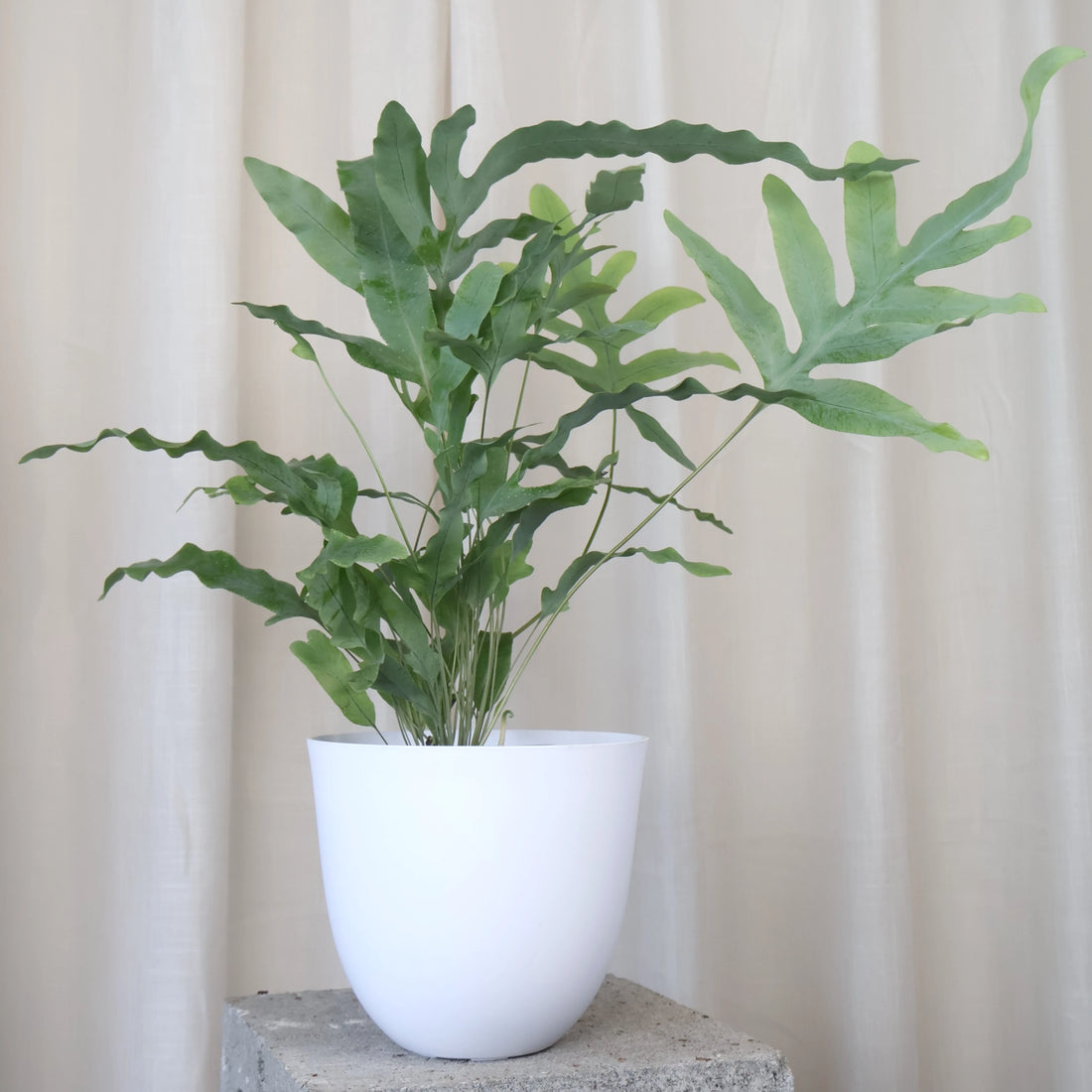 Phlebodium Aureum Blue Star Fern 100mm