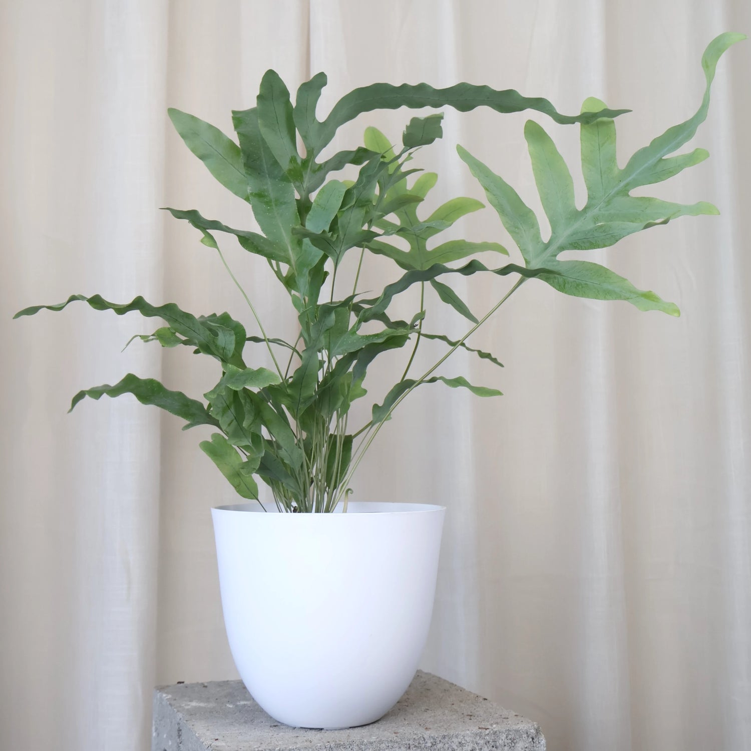 Phlebodium Aureum Blue Star Fern 100mm