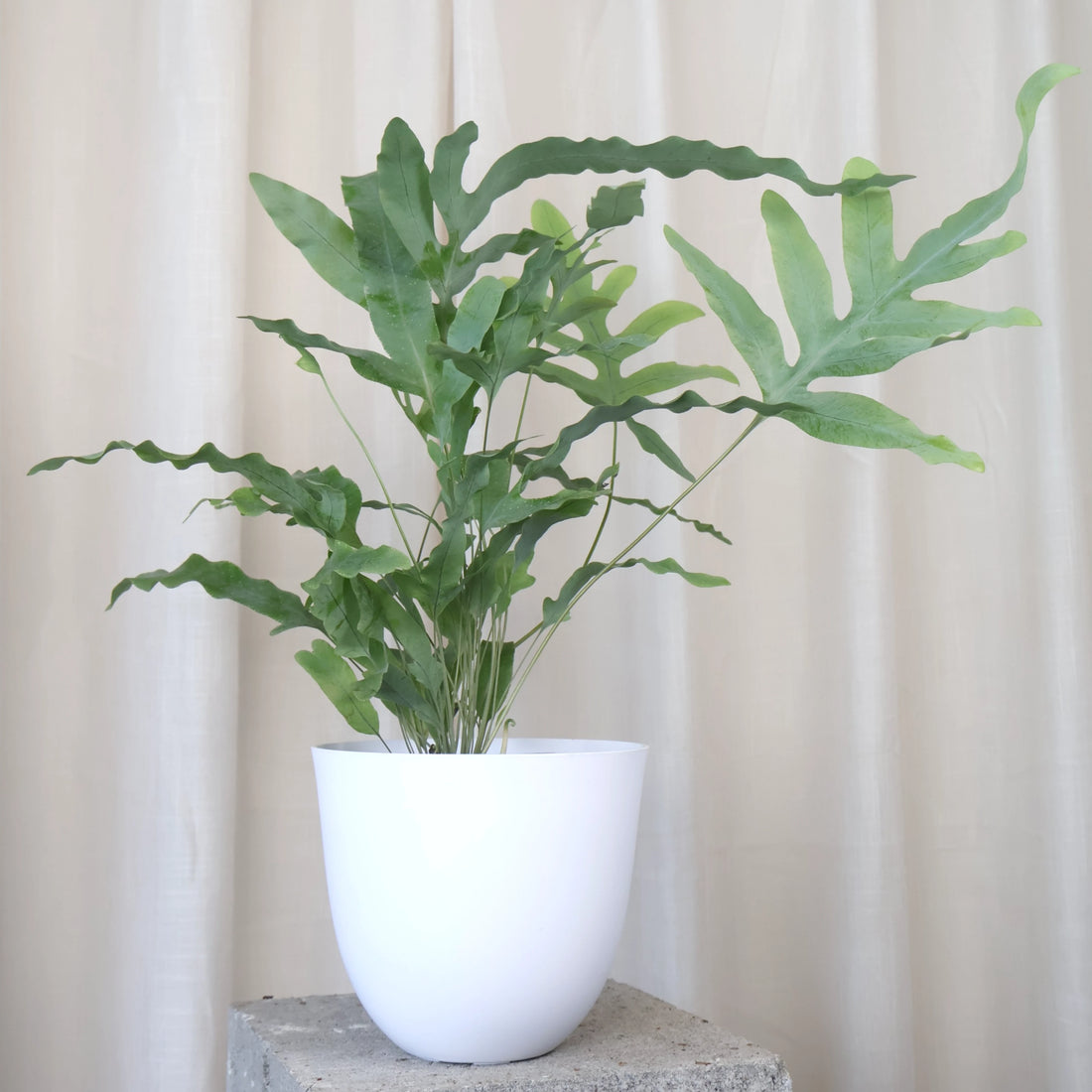 Ellie White Pot 19cm