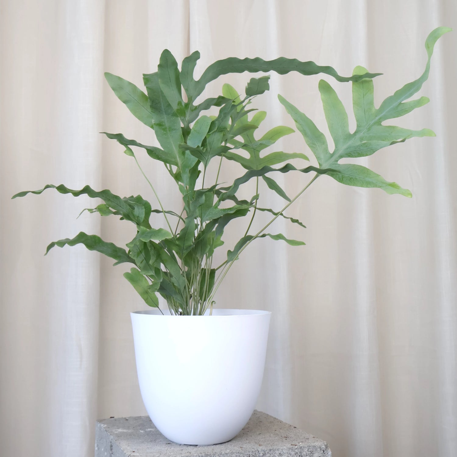 Ellie White Pot 14cm