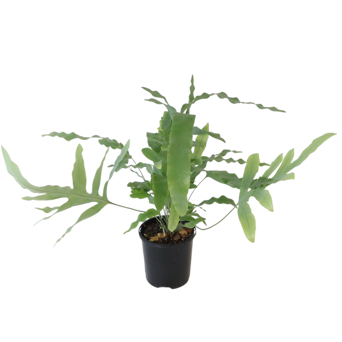 Phlebodium Aureum Blue Star Fern 100mm