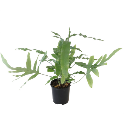 Phlebodium Aureum Blue Star Fern 100mm