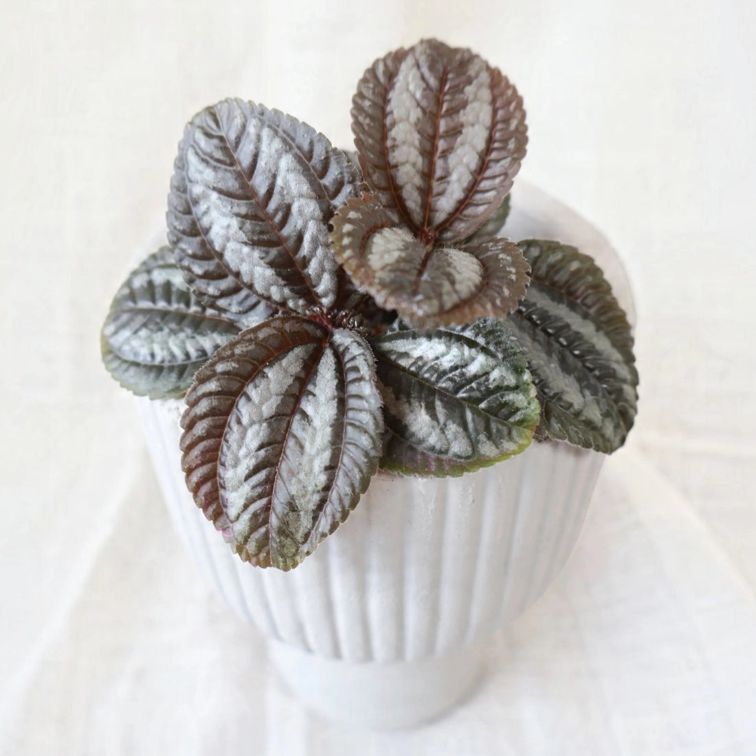 Pilea Norfolk 70mm