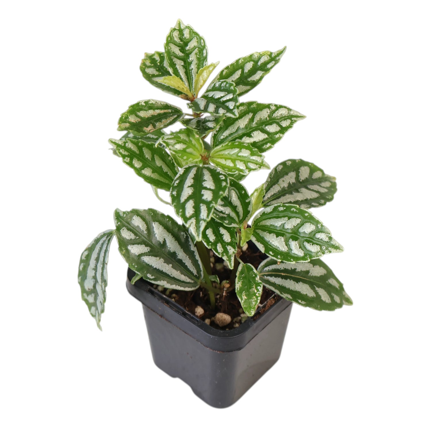 Pilea cadierei - Aluminum Plant 70mm
