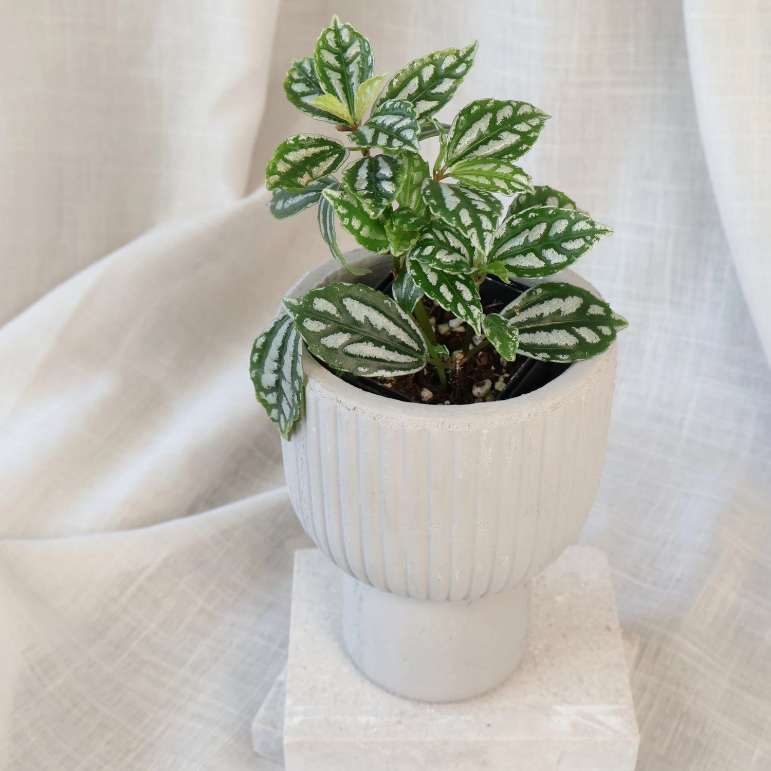 Pilea cadierei - Aluminum Plant 70mm
