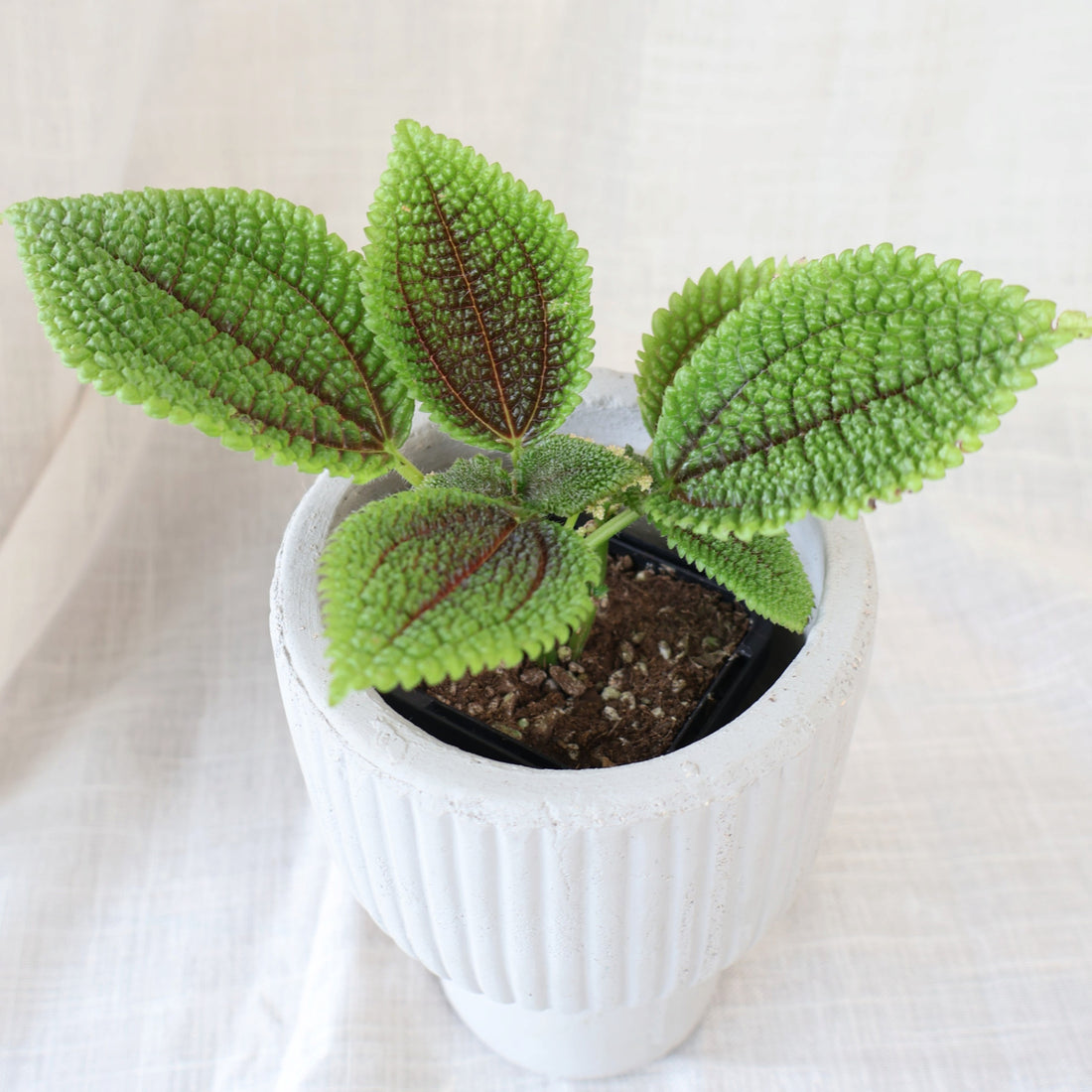 Pilea Moon Valley 70mm