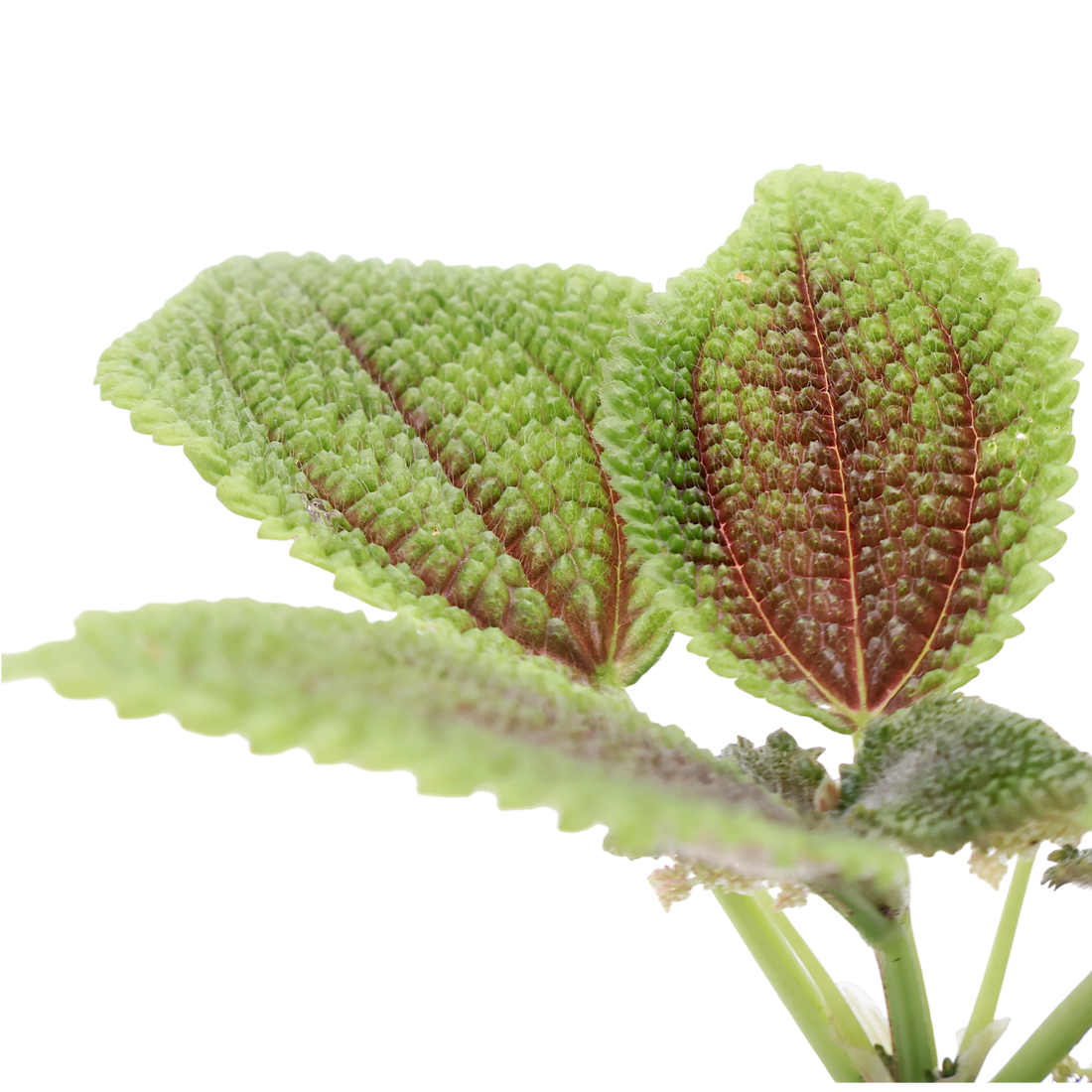Pilea Moon Valley 70mm