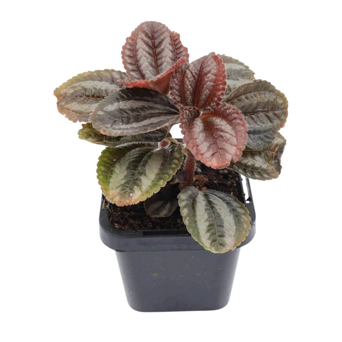Pilea Norfolk 70mm
