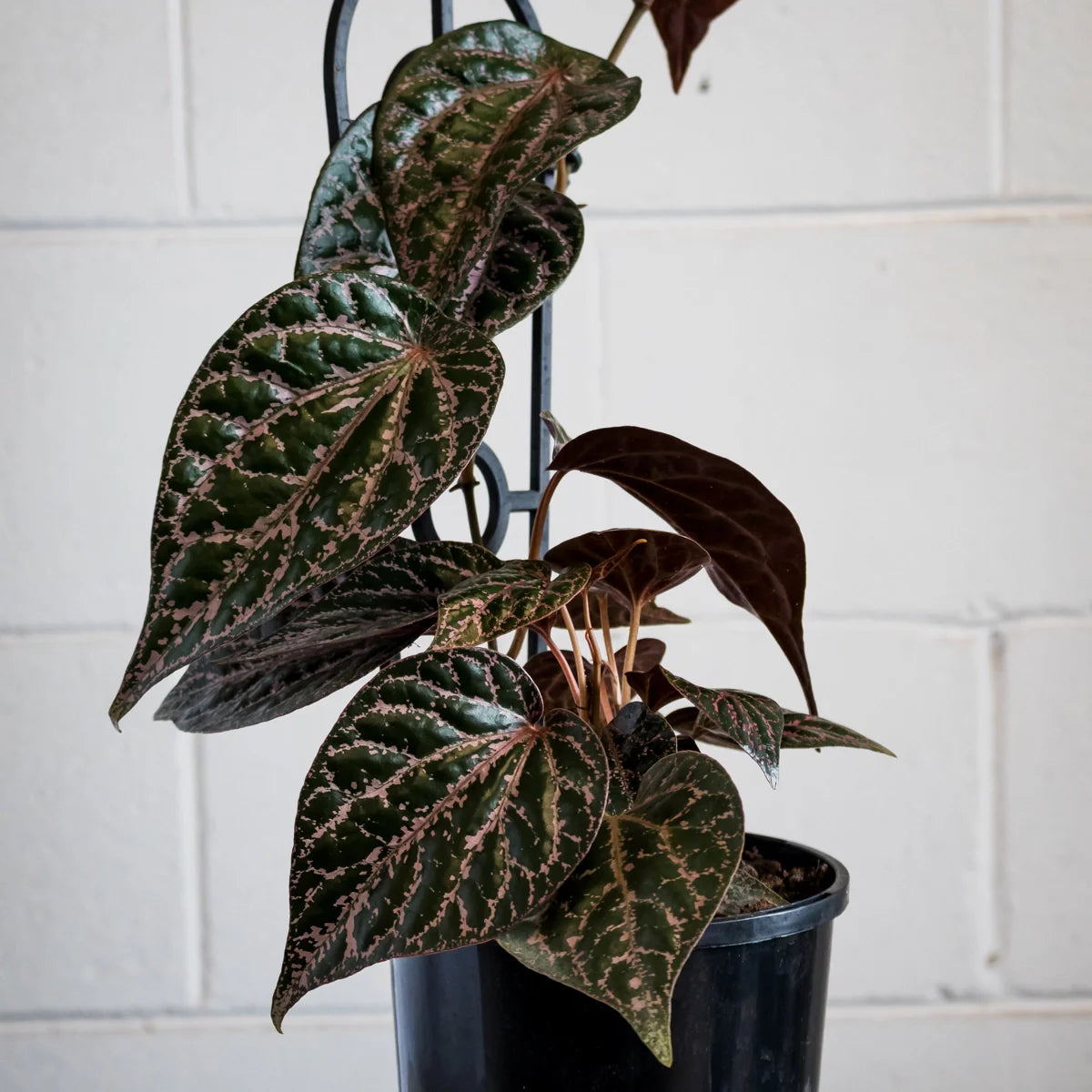 Piper_ornata_Celebes_Pepper