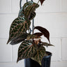 Piper_ornata_Celebes_Pepper