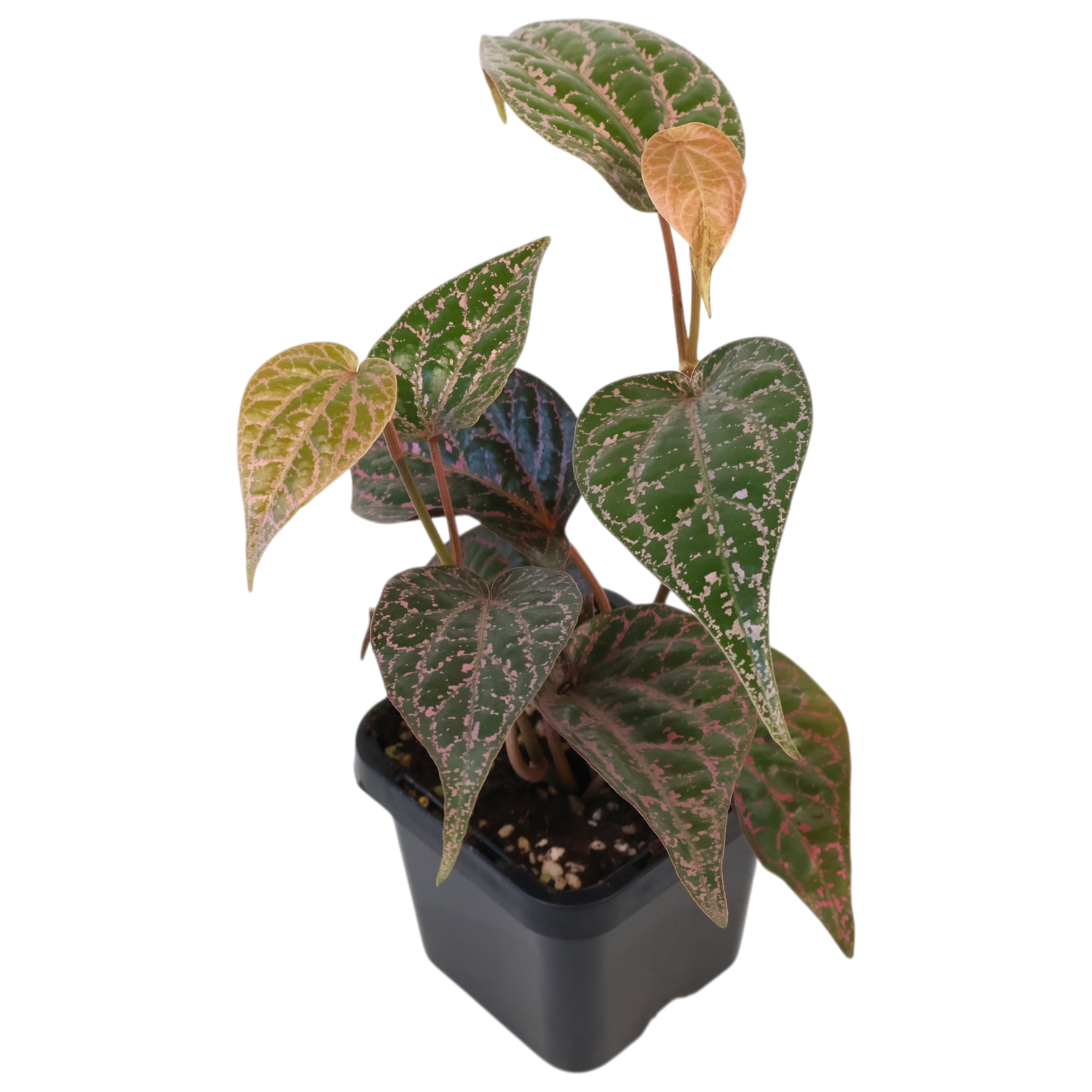 Piper Ornatum Celebes Pepper 70mm