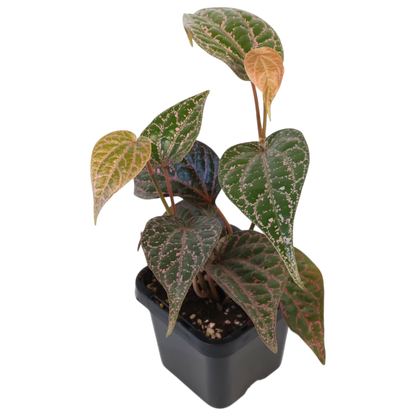 Piper Ornatum Celebes Pepper 70mm