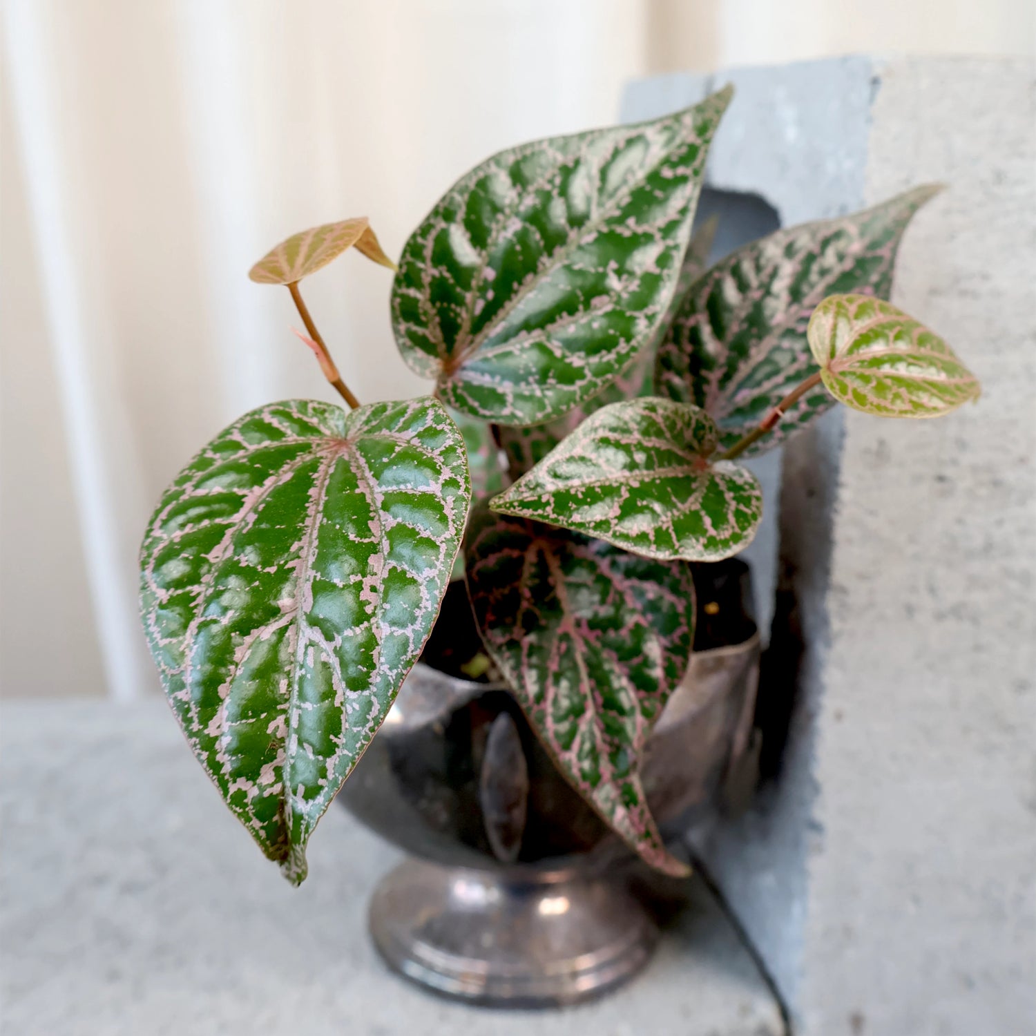 Piper Ornatum Celebes Pepper 70mm