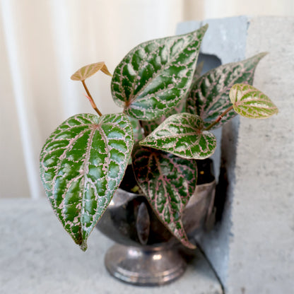 Piper Ornatum Celebes Pepper 70mm