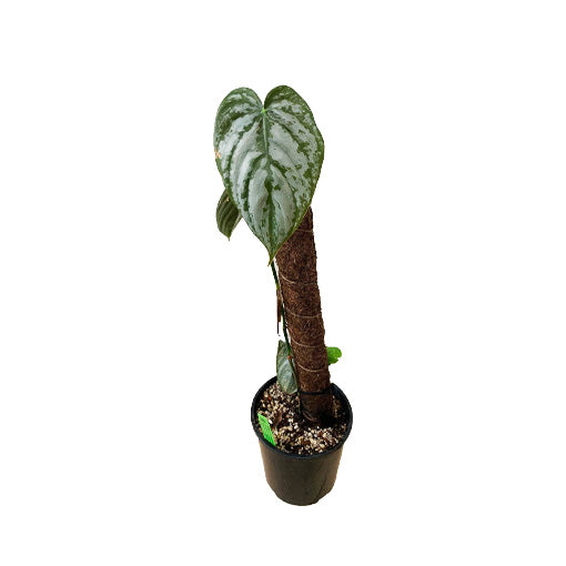 Philodendron Brandtianum 70mm