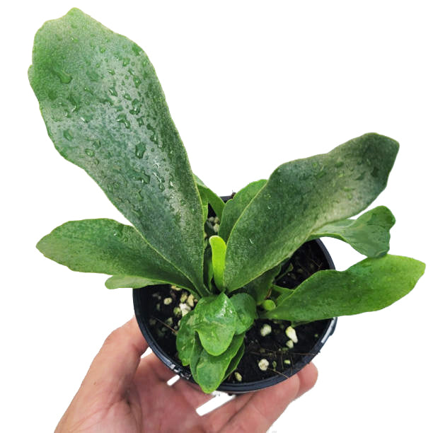 Platycerium Bifurcatum Netherlands Elkhorn 100mm