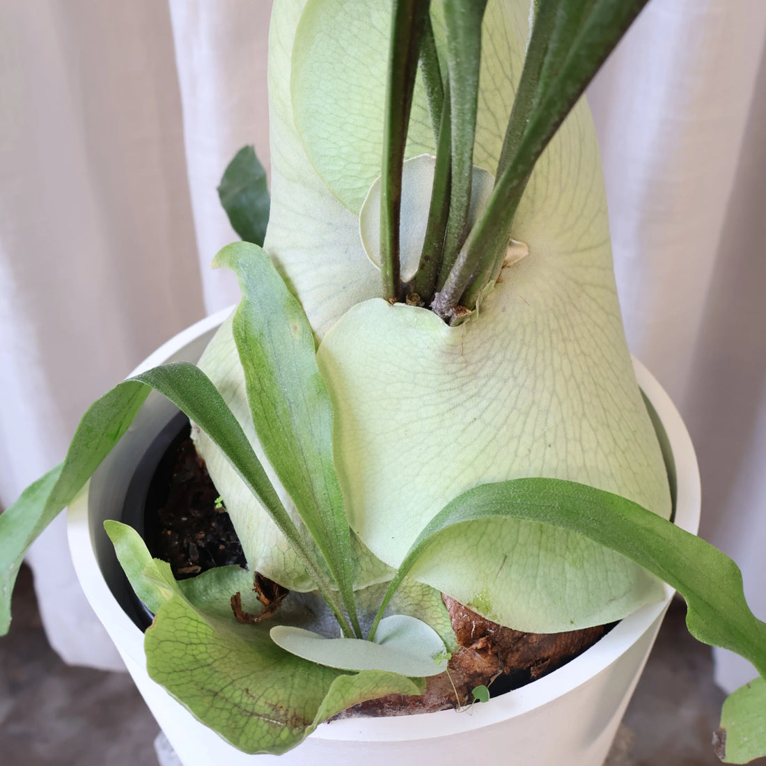 Platycerium Bifurcatum Netherlands Elkhorn 100mm