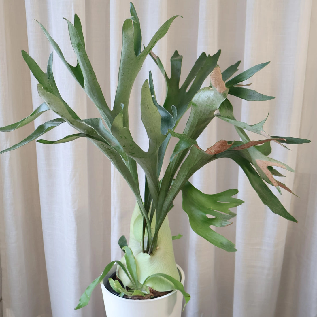 Platycerium Elkhorn 140mm