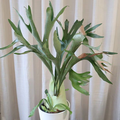 Platycerium Elkhorn 140mm