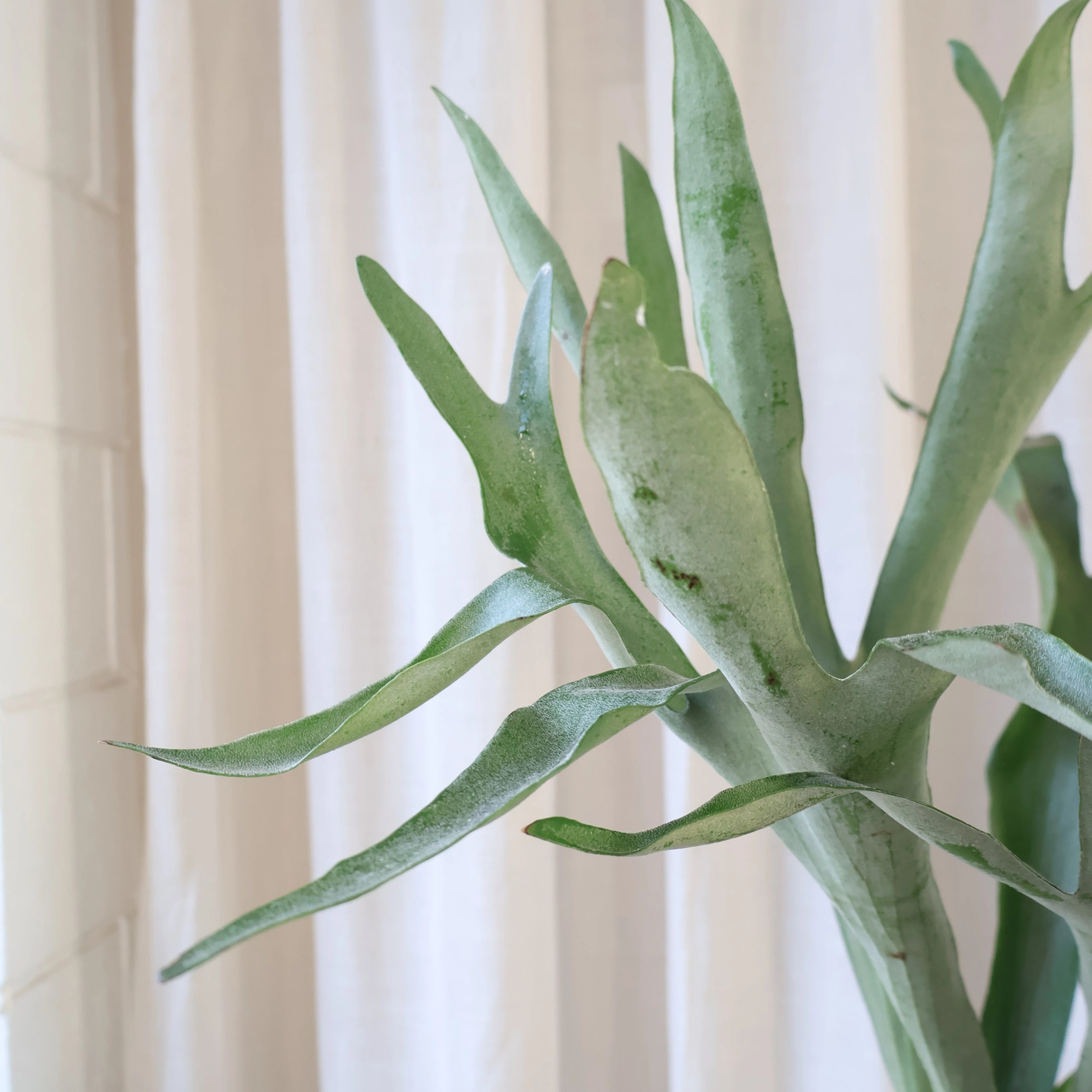 Platycerium Elk Horn 200mm