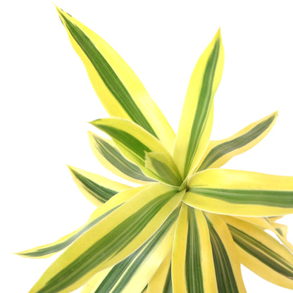 Dracaena Reflexa - Pleomele Song of India 100mm