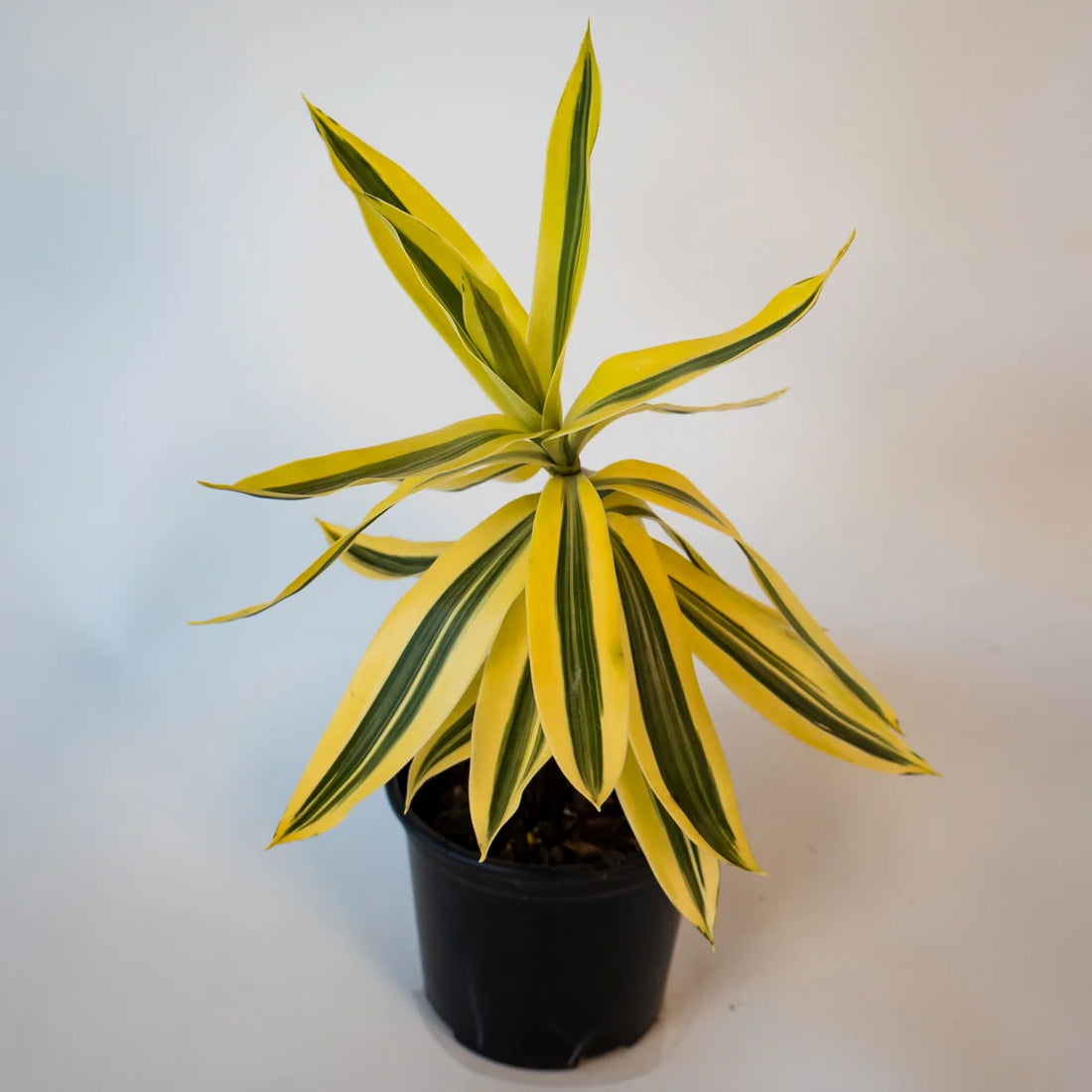 Pleomele Song of India – Dracaena Reflexa 100mm