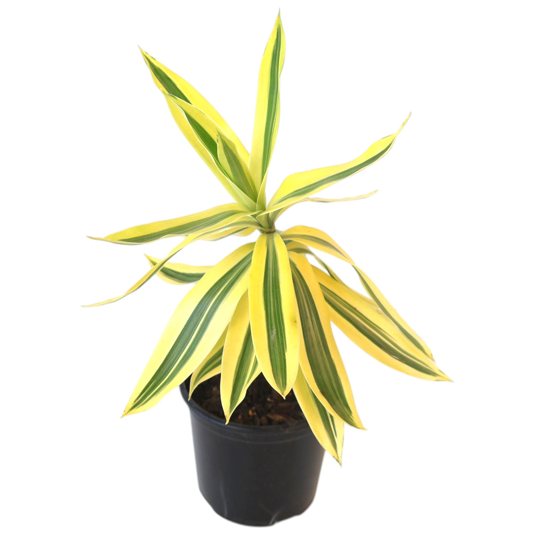 Dracaena Reflexa - Pleomele Song of India 100mm