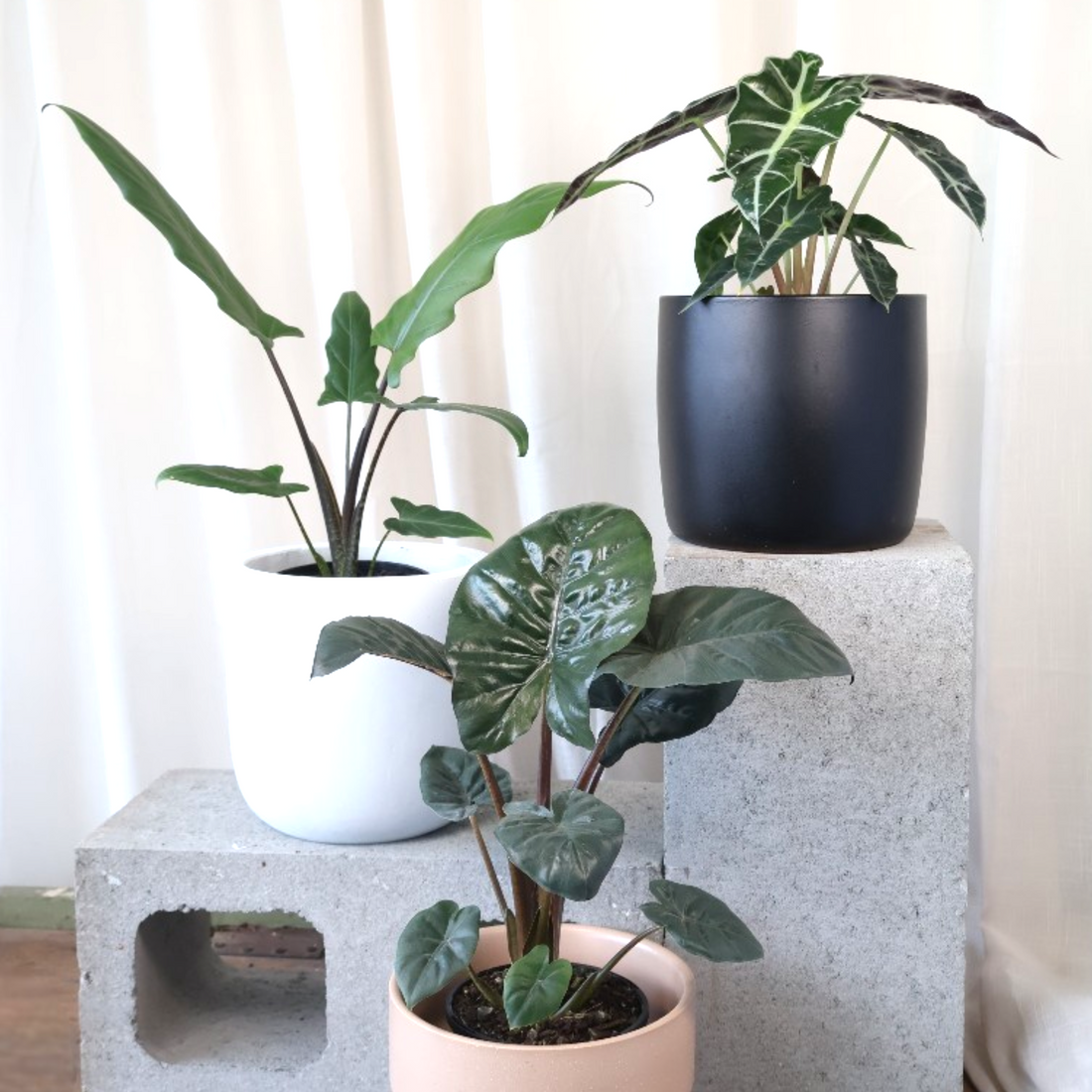 Alocasia Lauterbachiana Purple Sword 125mm