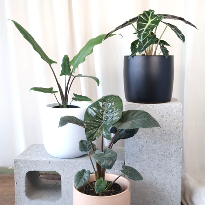 Alocasia Lauterbachiana Purple Sword 125mm