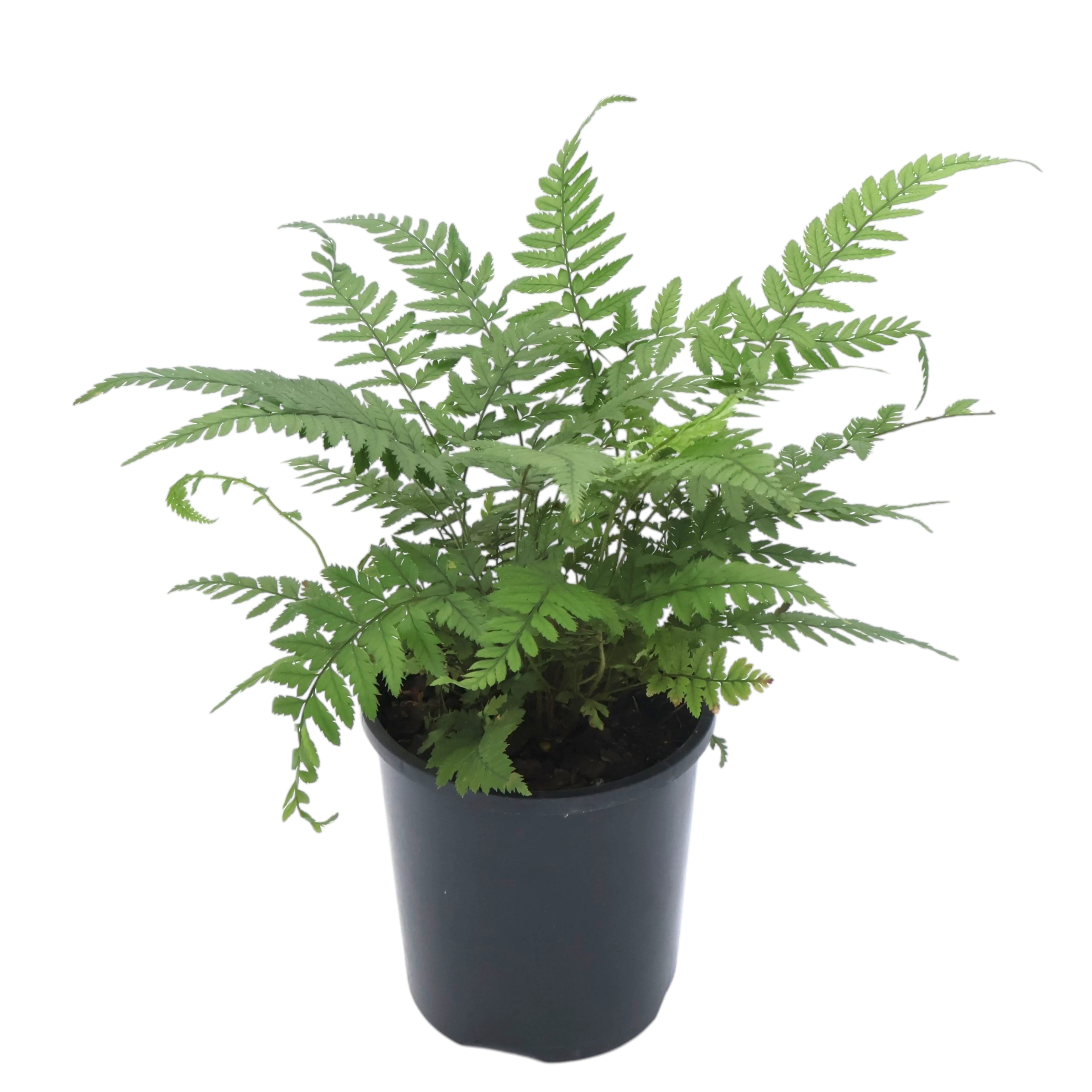 Polystichum Tsussimense Korean Rock Fern 100mm