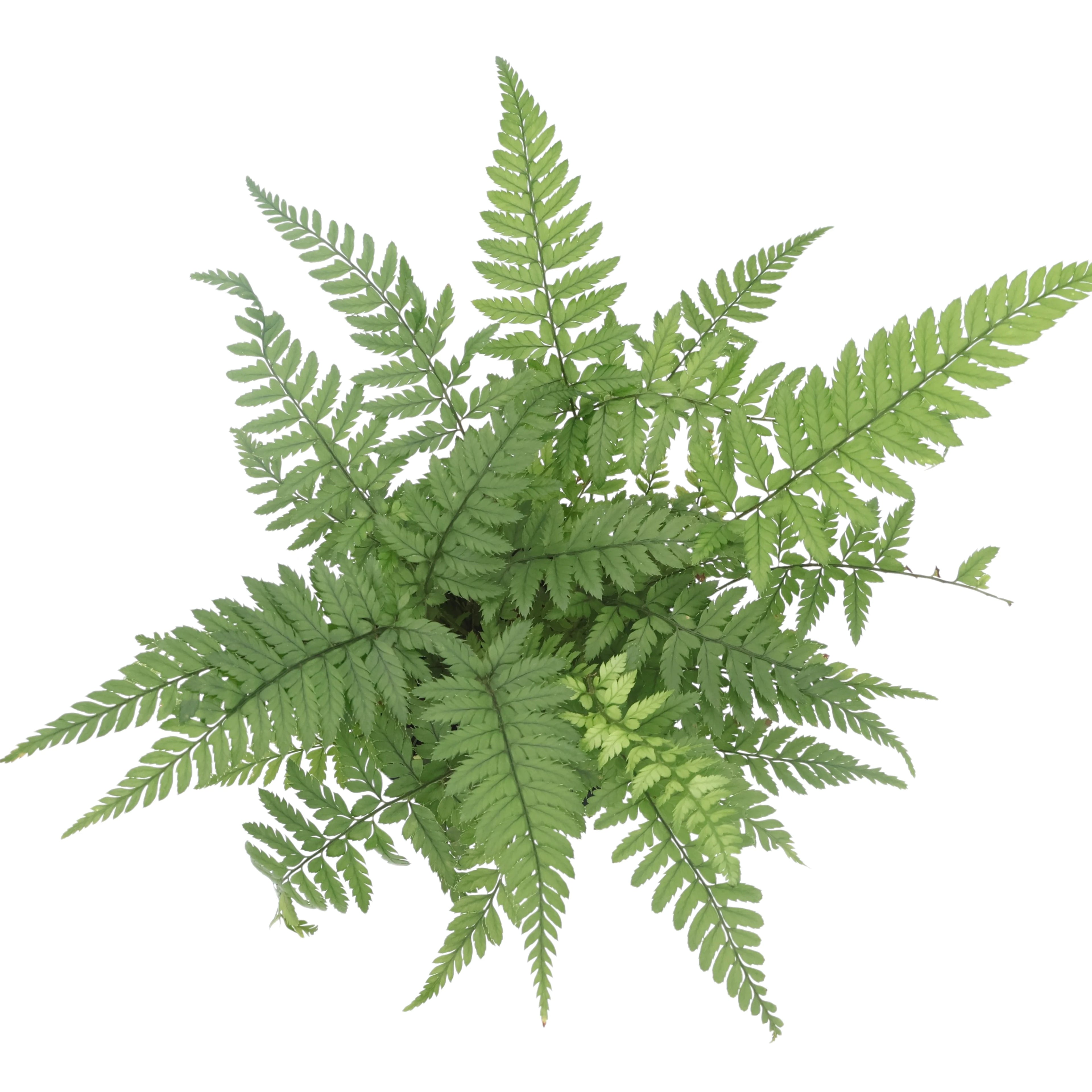 Polystichum Tsussimense Korean Rock Fern 100mm